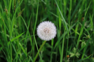 Löwenzahn Blüte, Pustblume mit weißen Schirmchen auf einer grünen Wiese
