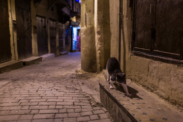 Colourful streets of Fez Medina, Morocco. You can find lots of cats in the city.