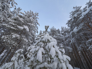 Winter landscape with snow in pine forest