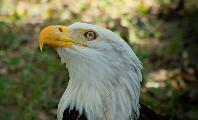 Golden eye bald eagle