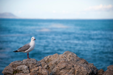 Sea gull standing on a rock in front of the sea
