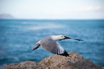 Sea gull flying over a rock in front of the sea