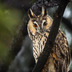 Beautiful owl in the tree looking on camera. Wild life photography