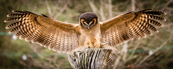 Asian Brown Wood Owl