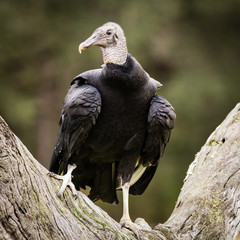 Black Vulture