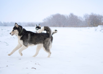 siberian husky in winter