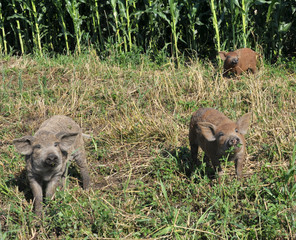 Pigs of the Mangalica breed