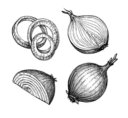 Tintenskizze der Zwiebel. © alhontess