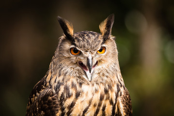 Eurasian Eagle Owl