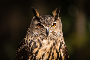 Eurasian Eagle Owl