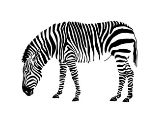 Fototapeta na wymiar Graphical zebra isolated on white background,vector illustration for tattoo and printing