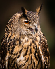 Eurasian Eagle Owl