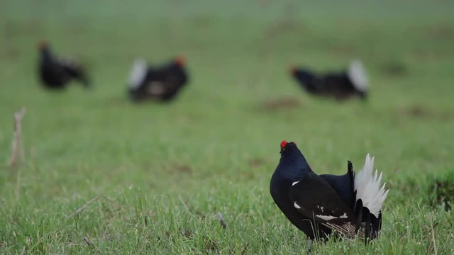 Black Grouses in the field