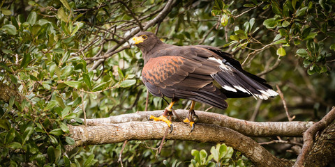 Harris Hawk