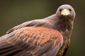Harris Hawk