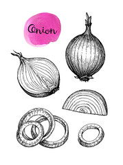 Ink sketch of onion.