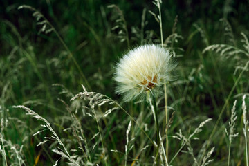 A large dandelion flower head with fluffy seeds that look like parachutes against a grass background.