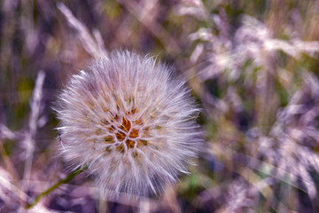 A large dandelion flower head with fluffy seeds that look like parachutes against a grass background. Close-up. Shot from above.
