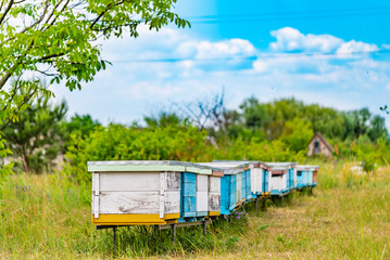 Fototapeta na wymiar Row of white and blue hives for bees in the rural background. An apiary among green grass with bees bringing honey under blue sky. Apiculture concept