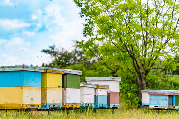 Row of wooden coloured beehives for bees near the tree. An apiary in a field among green grass with bees bringing pollen for honey in a summer day.