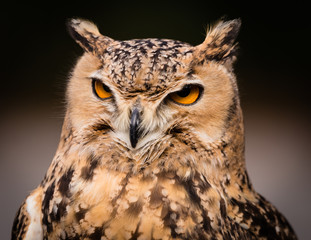 Savigny's Eagle Owl