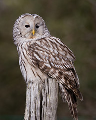 Ural Owl