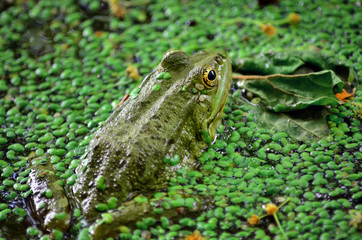 Green frog in a pond in its natural habitat. Fauna of Ukraine. Shallow depth of field, close-up.