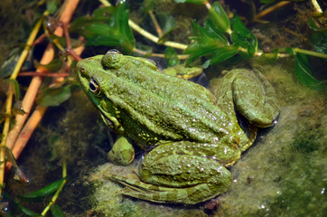 Green frog in a pond in its natural habitat. Fauna of Ukraine. Shallow depth of field, close-up.