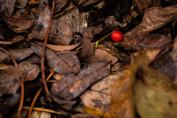 rowan in autumn leaves