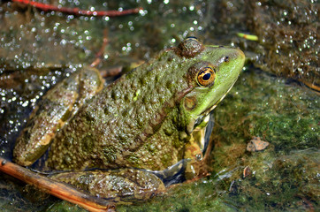 Green frog sitting on the shore of the pond in a natural habitat. fauna of Ukraine. Shallow depth of field, close-up.