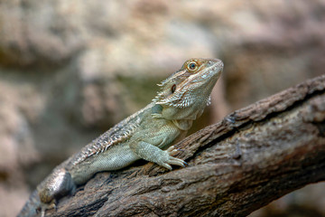 Bartagame