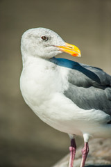 Seagull