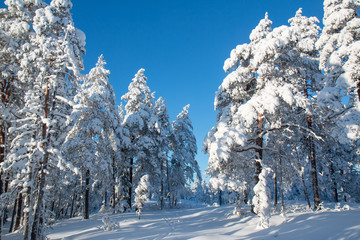 path in winter wonderland