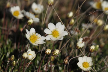 Arctic mountain avens (Dryas integrifolia/octopetala) or alpine dryad plants flowering north of Arviat, Nunavut, Canada