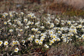 Arctic mountain avens (Dryas integrifolia/octopetala) or alpine dryad, forming a large colony of plants that are round-hugging and thrive in cold, sunny locations, north of Arviat, Nunavut, Canada