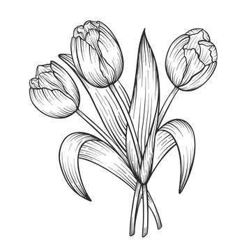 recommend clip art: Hand drawn and sketch tulips flower bouquet. Black and white with line art vector illustration. Floral botanical flower.