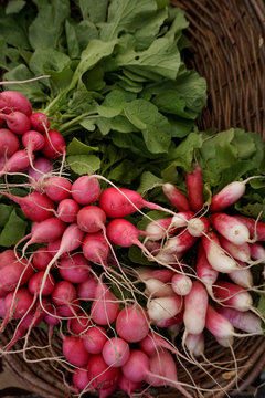 A basket of fresh radishes for sale at an Astoria, Oregon outdoor market.
