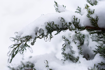 Branches of the tree after the sleet, ice crust and icicles. Christmas background.  New Year....