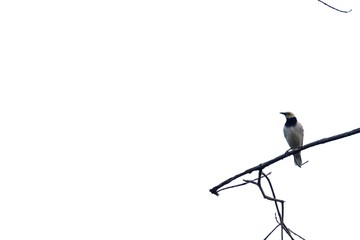 A single of Asian local bird sitting on the top of dead tree branch on white isolated background 