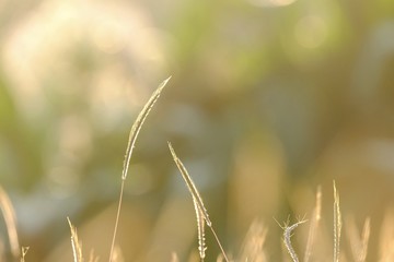 Silhouette sunset with wild grass flower blossom in a field and golden light at lately evening 
