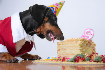 portrait of a dachshund dog, black and tan, in a festive cap there is a birthday cake with a candle nine 9 years