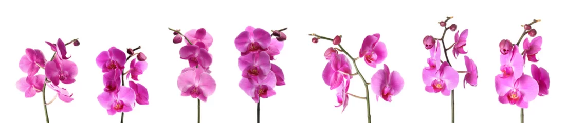 Fotobehang Orchidee Set van prachtige paarse orchidee phalaenopsis bloemen op witte achtergrond