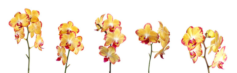 Ensemble de belles fleurs d& 39 orchidées phalaenopsis sur fond blanc
