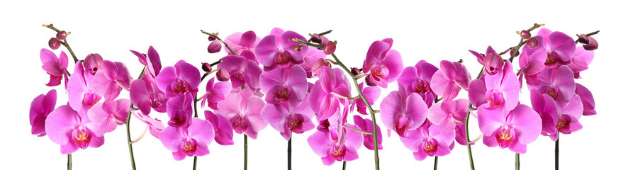 Fototapeta na wymiar Set of beautiful purple orchid phalaenopsis flowers on white background