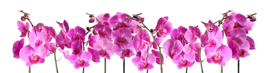 Fotobehang Orchidee Set van mooie paarse orchidee phalaenopsis bloemen op witte achtergrond