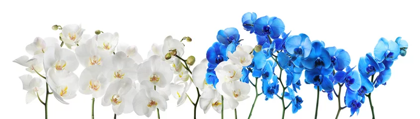Foto op Canvas Set van prachtige orchidee phalaenopsis bloemen op witte achtergrond © New Africa