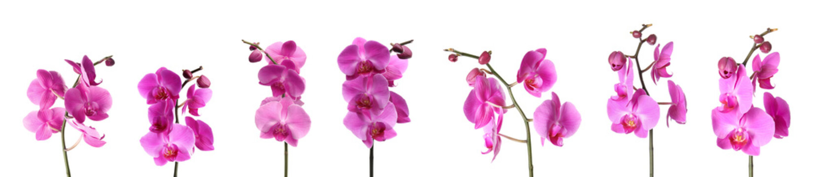 Fototapeta Set of beautiful purple orchid phalaenopsis flowers on white background