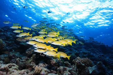 Fototapeta na wymiar Colorful fish in the Great Barrier Reef