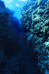 Underwater Canyon Great Barrier Reef