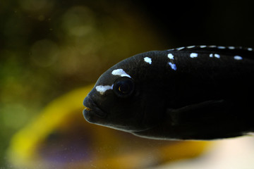 Colorful african cichlid aulonocara fish